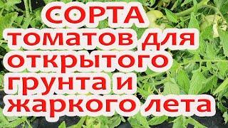 Выбор сортов томатов для открытого грунта и жаркого лета."Большая мамочка","Рио Гранде", "Сахара F1"