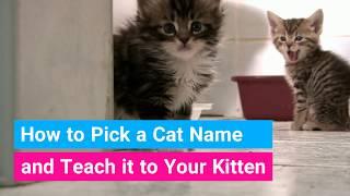 How to Teach a Cat its Name