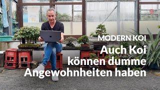 Wenn Koi ständig nach Luft schnappen | Modern Koi Blog #6984