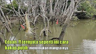 Edaan..!! ternyata seperti ini cara kakap putih menemukan mangsa nya . mancing kakap putih