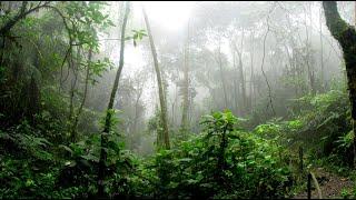 Relaxing Rain and Thunder Sounds for Deep Sleep ️