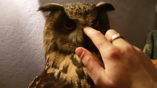 Mimimi and ururu sounds from Yoll the eagle-owl