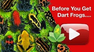 Before You Get Dart Frogs