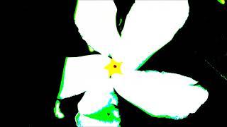 Beautiful White Flower Colored Animation | From'S Youtube Video | Feeling Happy Mix Studio | Make'S