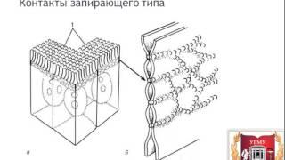 Межклеточные контакты и взаимодействия  Intercellular junctions