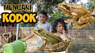 MENCARI KODOK/KATAK DI HALAMAN RUMAH - KODOK BESAR DAN KODOK KECIL