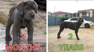 Watch this CANE CORSO'S 3 month - 2 year TRANSFORMATION