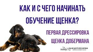 Как и с чего начинать обучение щенка? Первая дрессировка щенка добермана в домашних условиях