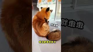 冬季， 又到了小狐狸最肥美的季节 #萌宠 #vulpes #pets