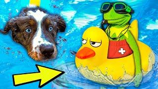 Kermit the Frog Teaches Puppy How to Swim! (Pool Party)