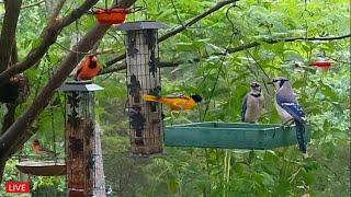 LIVE - Cozy Day Birds in the Garden - Rose-Breasted Grosbeaks are back!