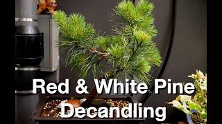 Candle Pruning my Bonsai Acre Red & White Pines:  Dave's Bonsai E418