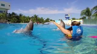 The Best Experience with Dolphins in Playa del Carmen