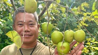 Bumagsak ng Dalawang Beses Pero Bumangun sa Propagation ng Jujube at Rare Seedlings