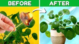 Stop Leaf Drop On Your Chinese Money Plant