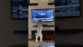 Doggy Jumps for Joy While Watching Horse Race || ViralHog