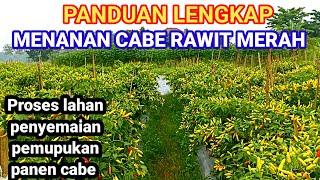 ️PANDUAN LENGKAP MENANAM CABE| | DARI SEMAI SAMPAI PANEN