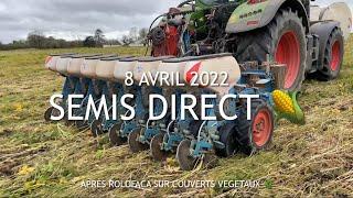 Semis Direct Maïs  après destruction couverts végétaux avec Rolofaca - 8 Avril 2022 _ Landes
