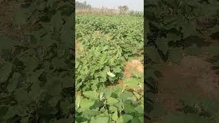 Brinjal Cultivation #brinjal #horticulture #viralshort #trendingshorts #trending #viralshort