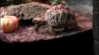 Indian Star Tortoise at Honolulu Zoo