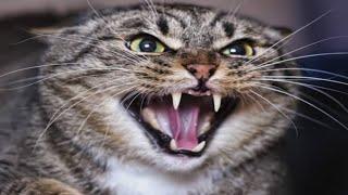 Billi Ki Awaaz Meow Meow | Cat Sounds Angry | Cats Meowing Video | बिल्ली की आवाज