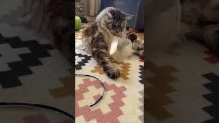 Adorable Cute and Majestic Polydactyl MaineCoon Cat | Playful Paws | #shorts