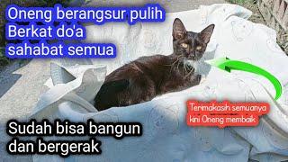 Alhamdulillah, Kucing Oneng Sudah Berangsur Pulih. Terimakasih Sudah Do'akan Kesembuhan Oneng ️