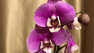 Орхидея Анна из Бурятии