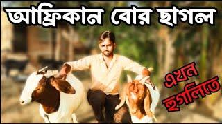 কেনো বোর ও ব্ল্যাক‌ বেঙ্গল বিশ্বশ্রেষ্ঠ || Boer Goat Farm in West Bengal || Goat Farming 2024 ||
