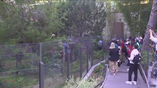 It's a panda party this weekend at the San Diego Zoo