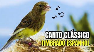 CANTO CLÁSSICO de canário TIMBRADO ESPANHOL para ENSINAR filhotes 