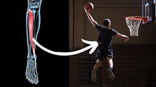 Is This Muscle The Secret To Jumping Higher?