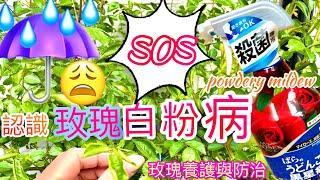 白粉病對玫瑰的影響多大⁉️多雨潮濕不通風也要注意｜Diseases of Roses-Powdery Mildew|うどん粉病