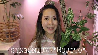SYNGONIUM MOJITO (Mottled Plant) | Current favourite plant April 2021