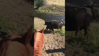 Moving Cows Hack!