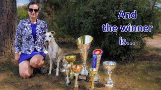 From Dreams To Reality - My Young Whippet's Recent Dog Show Wins