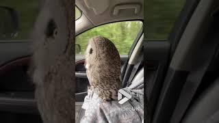 Owl goes for a drive || Viral Video UK