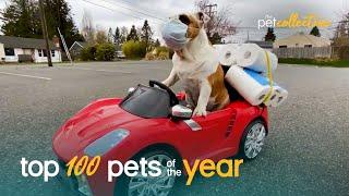 Top 100 Best Pets of the Year (2020)