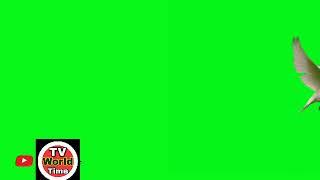 GREEN SCREEN Dove birds Flying effects HD No copyright  | chroma key dove pigeon