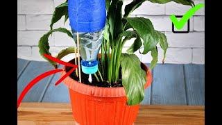 Do-it-yourself secret DRIP IRRIGATION for home flowers