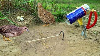 Easy Creative Bird Trap Make From Scissors & Cans