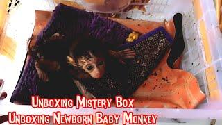Unboxing Mistery Box || Unboxing Newborn Baby Monkey Pig Tail Very Cute and Adorable || monpai