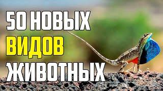 50 НОВЫХ ВИДОВ ЖИВОТНЫХ, О КОТОРЫХ НИКТО НЕ ЗНАЛ ЕЩЕ НЕСКОЛЬКО ЛЕТ НАЗАД