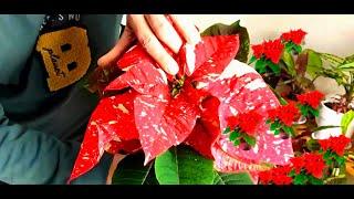 POINSETTIA O FLOR DE PASCUA Y SUS CUIDADOS