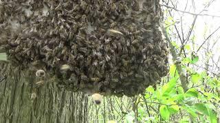 Honey Bee Scouting Behavior+Actual Swarm May 9 2019