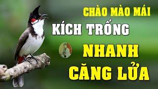 CHÀO MÀO MÁI KÍCH TRỐNG CĂNG LỬA  - CÁCH KÍCH LỬA CHÀO MÀO SỔ BỌNG HÓT CHÉ #chàomàohót