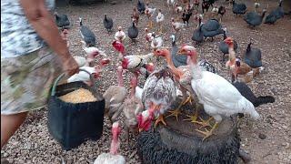 galinhas caipira criadas na roça