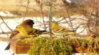 Csíz  - Carduelis spinus