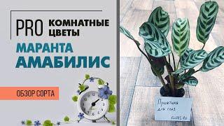 Маранта Амабилис - миниатюрная маранта | Малышка для комнатного озеленения | Тенелюбивое растение