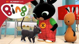 Cat | Bing Full Episode | Bing English